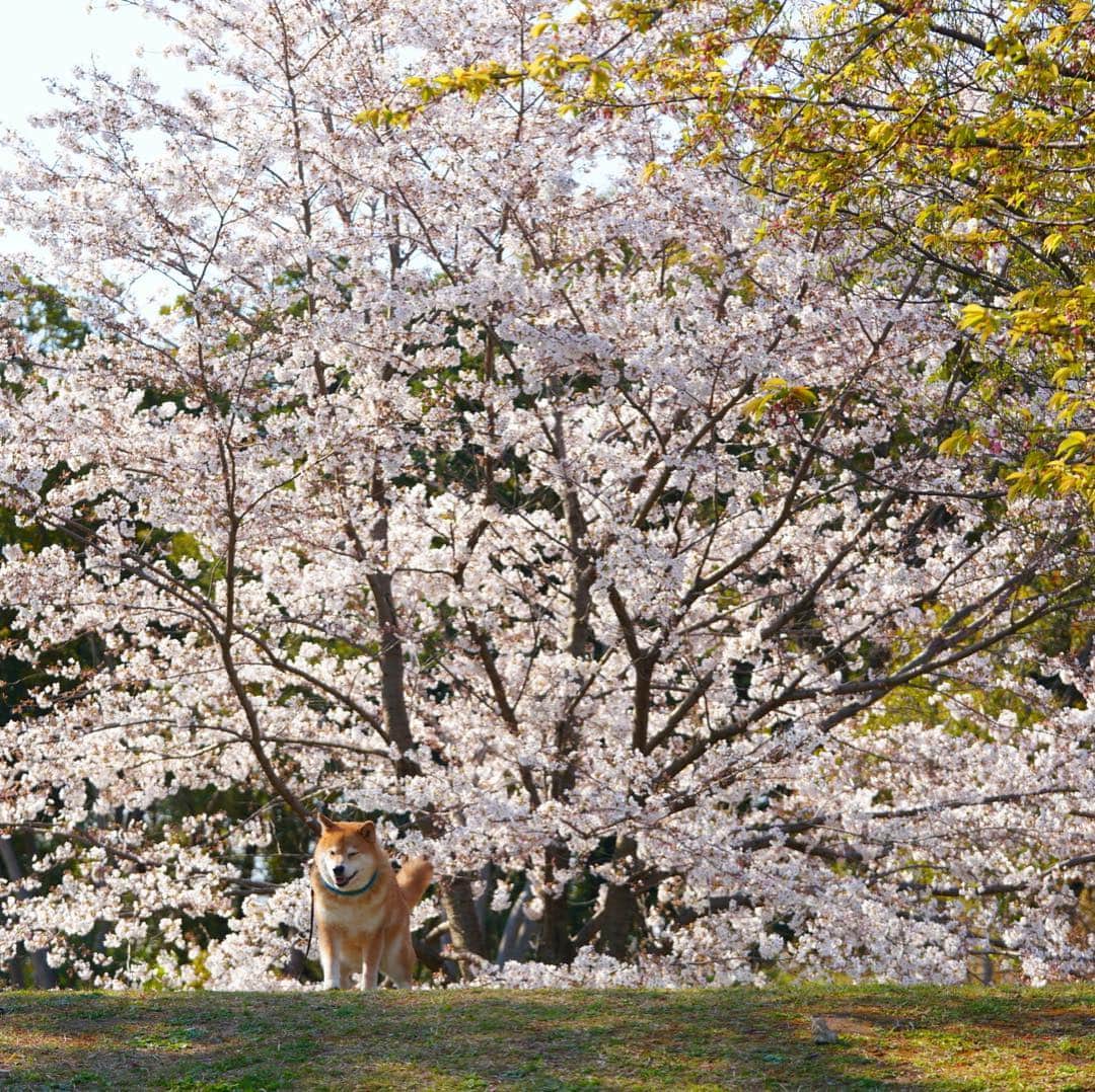 まる（まるたろう）さんのインスタグラム写真 - (まる（まるたろう）Instagram)「It’s the best time to look at the cherry blossoms.✨🌸🐶🌸✨この桜吹雪が目に入らぬか〜 根津にぱっと咲いた桜吹雪、よもや見忘れたたぁ言わせねぇぞ #根津山のまるさん #普段は毛皮で隠してる #脱いだらすごいんだからね」4月3日 19時04分 - marutaro
