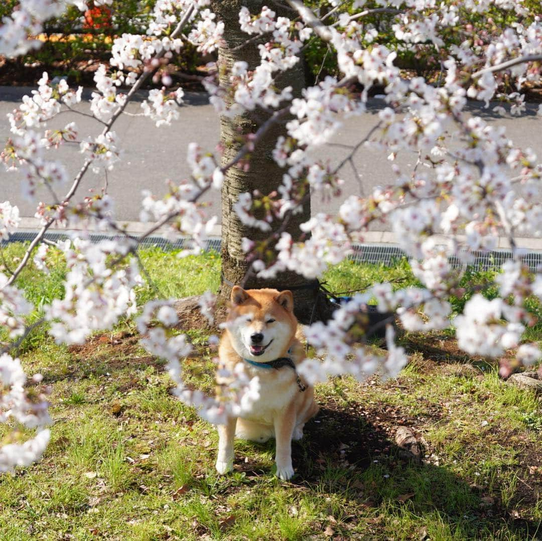 まる（まるたろう）さんのインスタグラム写真 - (まる（まるたろう）Instagram)「It’s the best time to look at the cherry blossoms.✨🌸🐶🌸✨この桜吹雪が目に入らぬか〜 根津にぱっと咲いた桜吹雪、よもや見忘れたたぁ言わせねぇぞ #根津山のまるさん #普段は毛皮で隠してる #脱いだらすごいんだからね」4月3日 19時04分 - marutaro