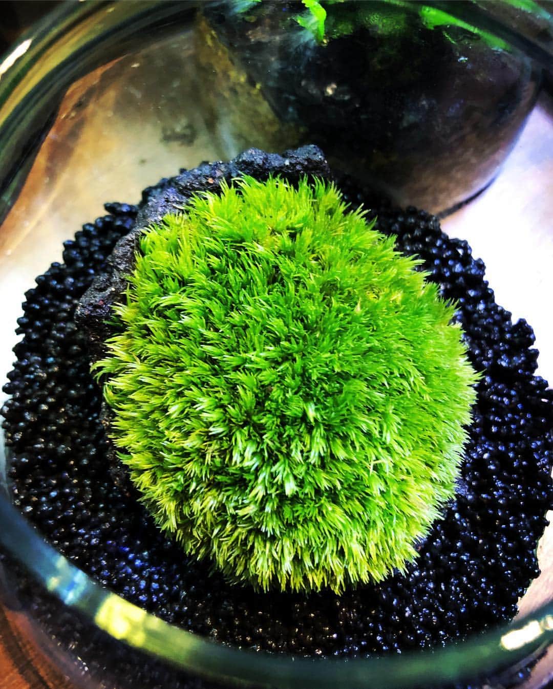 金成公信さんのインスタグラム写真 - (金成公信Instagram)「これは力作です。ところどころ足りない部分を植え込んでおります。スタープラチナくらいの精密性を必要としました。その甲斐あってなんと美しい仕上がり。ああ楽しかった^ ^ #mossterrarium #苔テラリウム #moss #苔 #ホソバオキナゴケ #plants」4月3日 19時08分 - bonsai_chiba