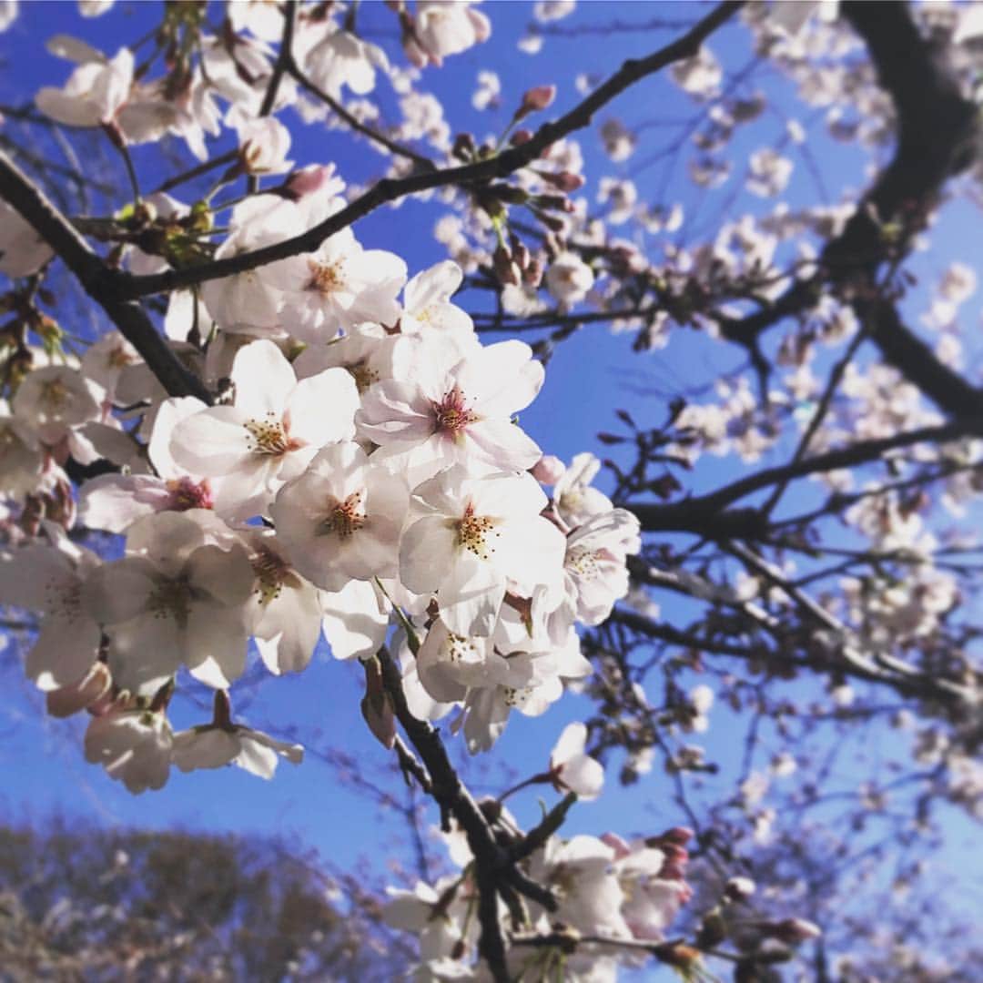 グースクールオフィシャルのインスタグラム：「さくら🌸桜🌸サクラ . . 桜が咲いたなーーと思ったら、あっという間に緑の葉っぱが見え始めて、儚き花が散っていってしまいました😭😭 . . 皆さんはお花見しましたか？ 私は結局行けませんでした😱 . . 春が来て、新しい生活が始まる方もたくさんいらっしゃると思いますが、ステキな出会いが待っている事に期待しましょ❣️❣️ . . 新しいことを始めたいなーーと思ったら、グースクールで検索してみて下さいね📱 @gooschool_official へ💫 . . #桜 #さくら #サクラ #sakura #春 #新生活 #社会人 #入学 #青空 #出会い #習い事 #趣味 #趣味探し #グースクール」