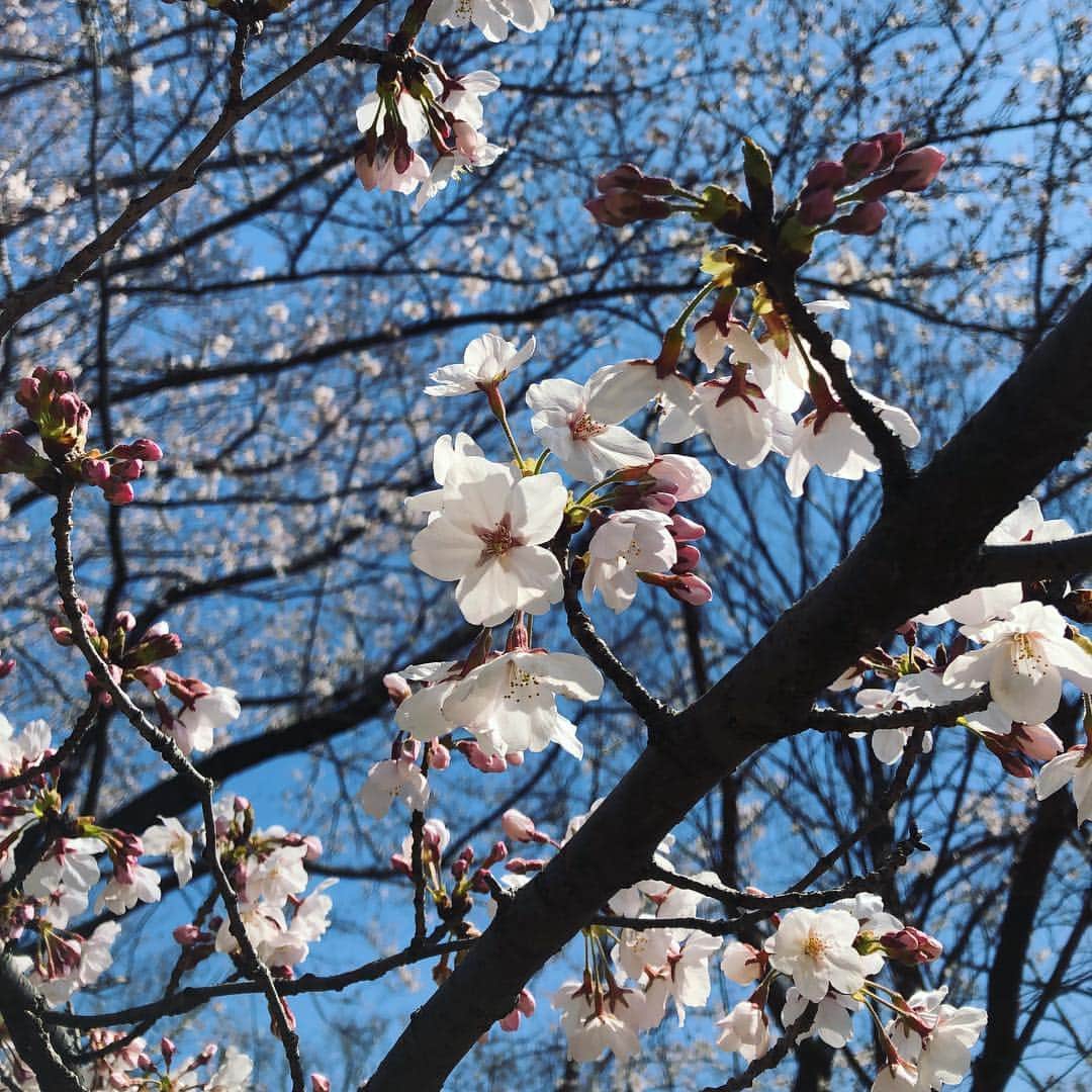 Megumiさんのインスタグラム写真 - (MegumiInstagram)「今日の #桜 #東京」4月3日 19時12分 - paix2megumi