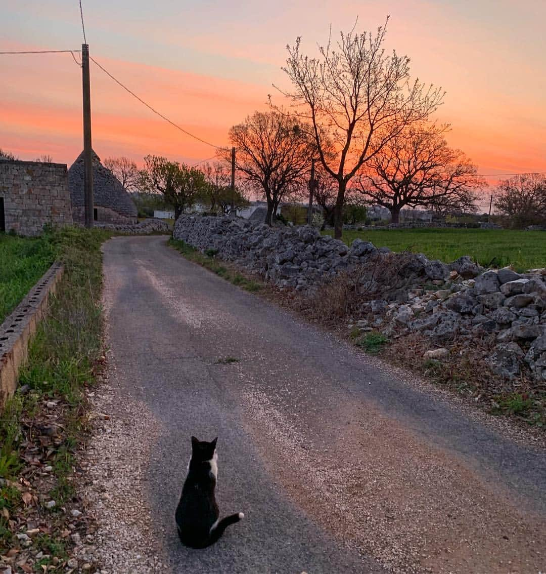 アンナ・デッロ・ルッソさんのインスタグラム写真 - (アンナ・デッロ・ルッソInstagram)「6.00am Early Morning 🐈 Pino ❤️」4月3日 19時17分 - annadellorusso