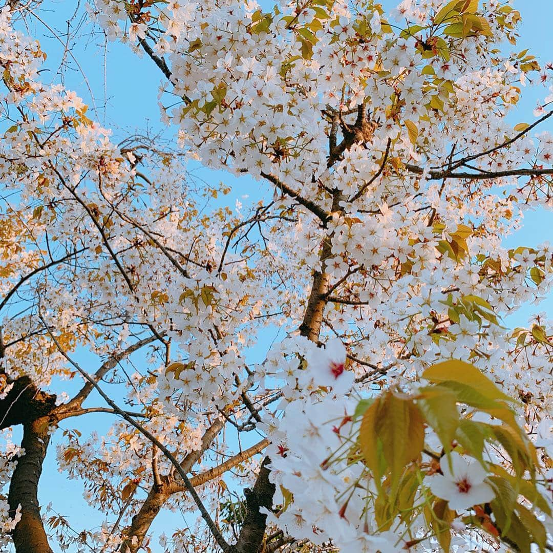 越馬千春さんのインスタグラム写真 - (越馬千春Instagram)「. お花見はラストかしら？🌸 今年もありがとう😊✨ . . #お花見 #花見 #🌸 #桜 #sakura #hanami #pink #ピンク #sakurapink #🍡#桜ソフト #🍦」4月3日 19時19分 - chiharukoshiba