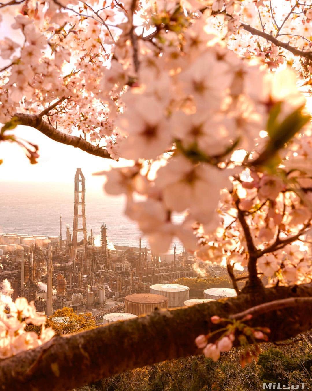 Mitsuさんのインスタグラム写真 - (MitsuInstagram)「Location : 🇯🇵Wakayama 最も思い入れのある工場とコラボできる 貴重な桜の木ですが、今年もまた 多くの枝が折れてしまってました😓」4月3日 19時25分 - mitsut830