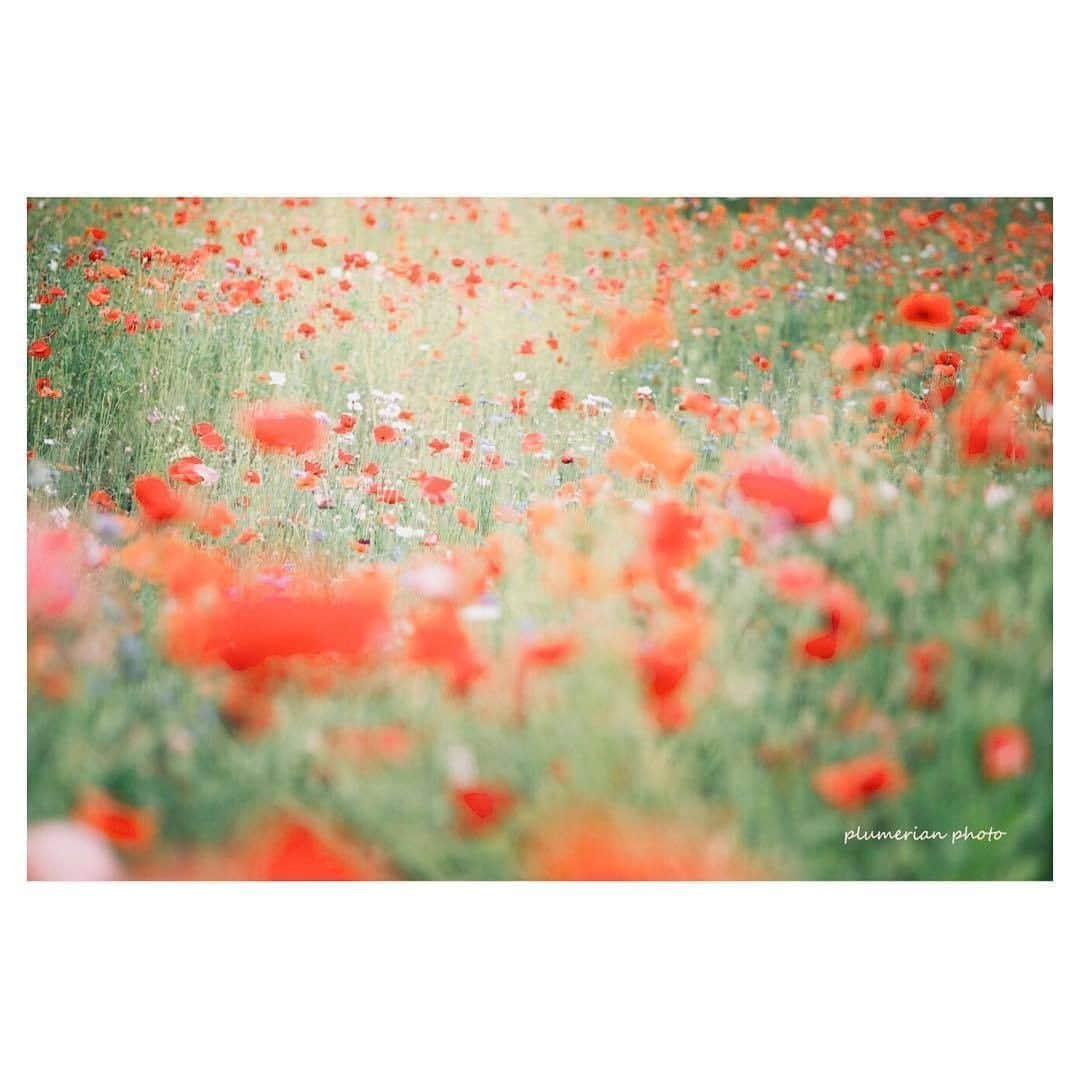 花の写真館のインスタグラム：「Photo by @blueplumerian.⠀ https://instagram.com/blueplumerian/⠀ .⠀ Original Post[投稿頂いたURL]⠀ https://www.instagram.com/p/Bi8AByPgB7t/⠀ .⠀ 本アカウントは、 #私の花の写真 をつけてInstagramに投稿された皆さまの花の写真や、「花の写真館」Facebookページで投稿された花の写真を紹介します。⠀ 「花の写真館」Facebookページは、「 @floral.photograph 」のプロフィールにあるURLからご覧ください。⠀ .⠀ #花の写真館 #floralphotograph #floralphoto #flower #flowers #富士フイルム #FUJIFILM⠀ Follow: @floral.photograph」