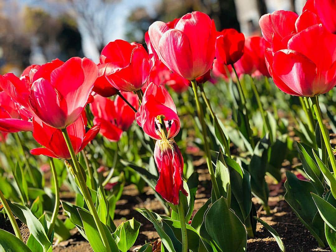 立花サキさんのインスタグラム写真 - (立花サキInstagram)「咲いた〜咲いた〜 チューリップの花が🌷  #チューリップ #童話 #日本の歌」4月3日 19時40分 - tachibanasakichaso