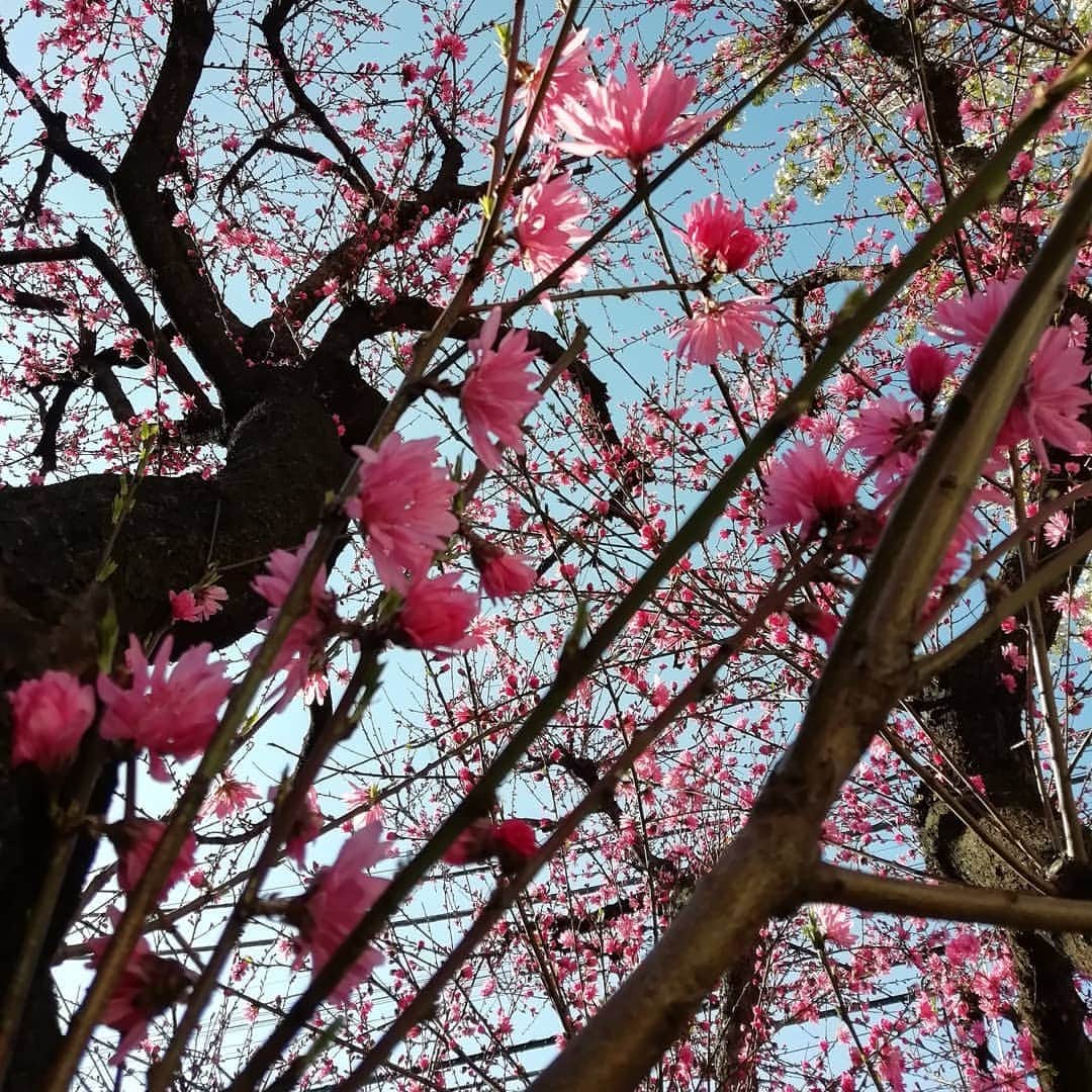 amigo.amigo.5205622さんのインスタグラム写真 - (amigo.amigo.5205622Instagram)「. ★#時計好き ★. . ファッションによって 時計もその日によって色々かえます♪ 今日の時計は…⌚ @telestowatches. 大人っぽくオシャレな時計✨. . 今なら15％オフのクーポンもあるので 是非♡. クーポンコード「amigo15」. . 今日は、家の近くの公園で 子供達とお散歩♪. お花が沢山咲いてて可愛いかったなー✾. . #telestowatches  #時計#時計好きと繋がりたい  #時計好きな人と繋がりたい  #公園#散歩#散歩好き  #ウォッチ#Watch #watching #watches  #時間#手元倶楽部  #手元#手元くら部  #accessory#accessorys  #Presents#ファッション #ファッションコーデ  #お花#花#Flower #花が好きな人と繋がりたい  #flowerstagram #fashion #大人コーデ #大人カジュアル」4月3日 19時44分 - amigo.amigo.5205622