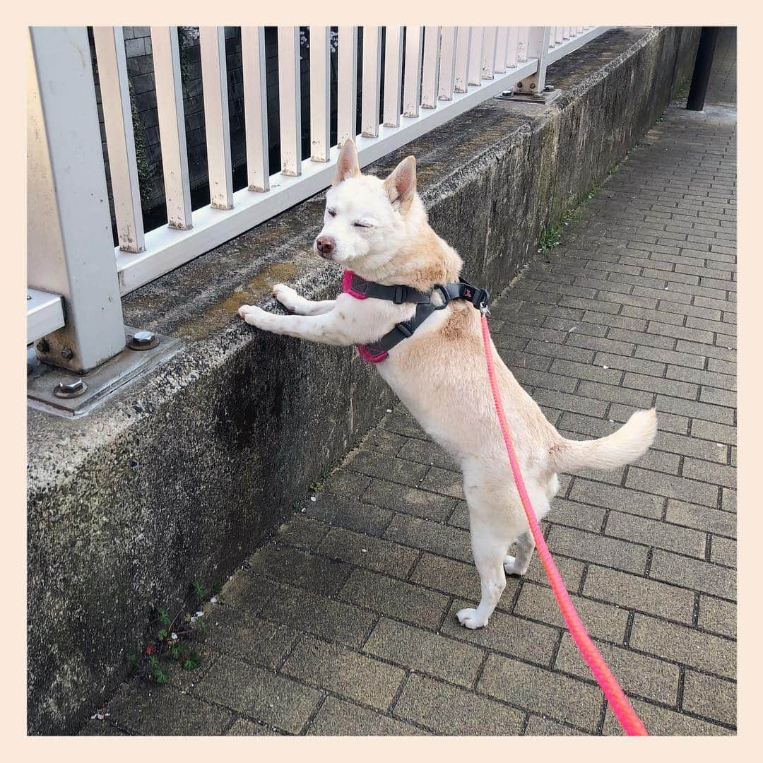 パンといっぴきさんのインスタグラム写真 - (パンといっぴきInstagram)「#元保護犬 #雑種犬 #crossbreed #mixdog」4月3日 19時50分 - kwhr725