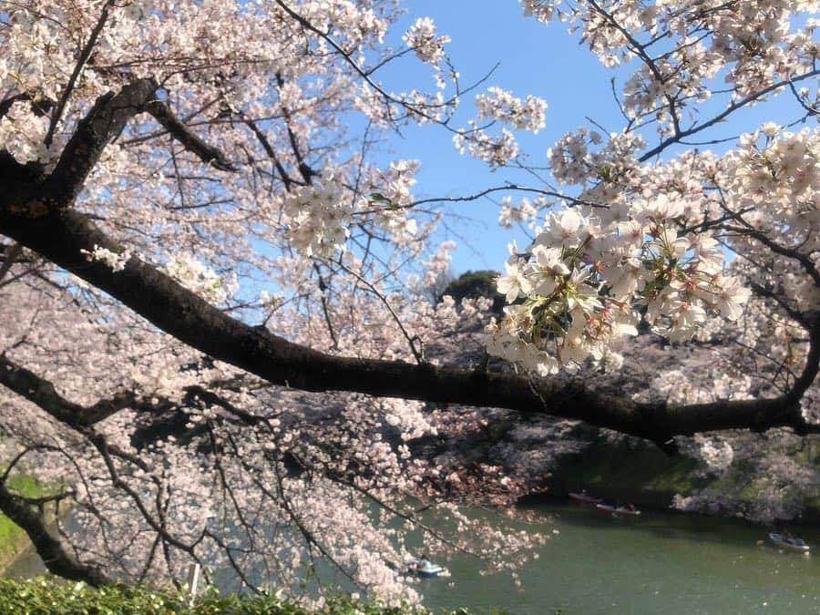 olympiadaさんのインスタグラム写真 - (olympiadaInstagram)「🌸 Тем временем сакура в Токио в полном цвету 😍 ⠀ #Sakura @tokyo2020 #olympics」4月3日 19時51分 - olympia_da