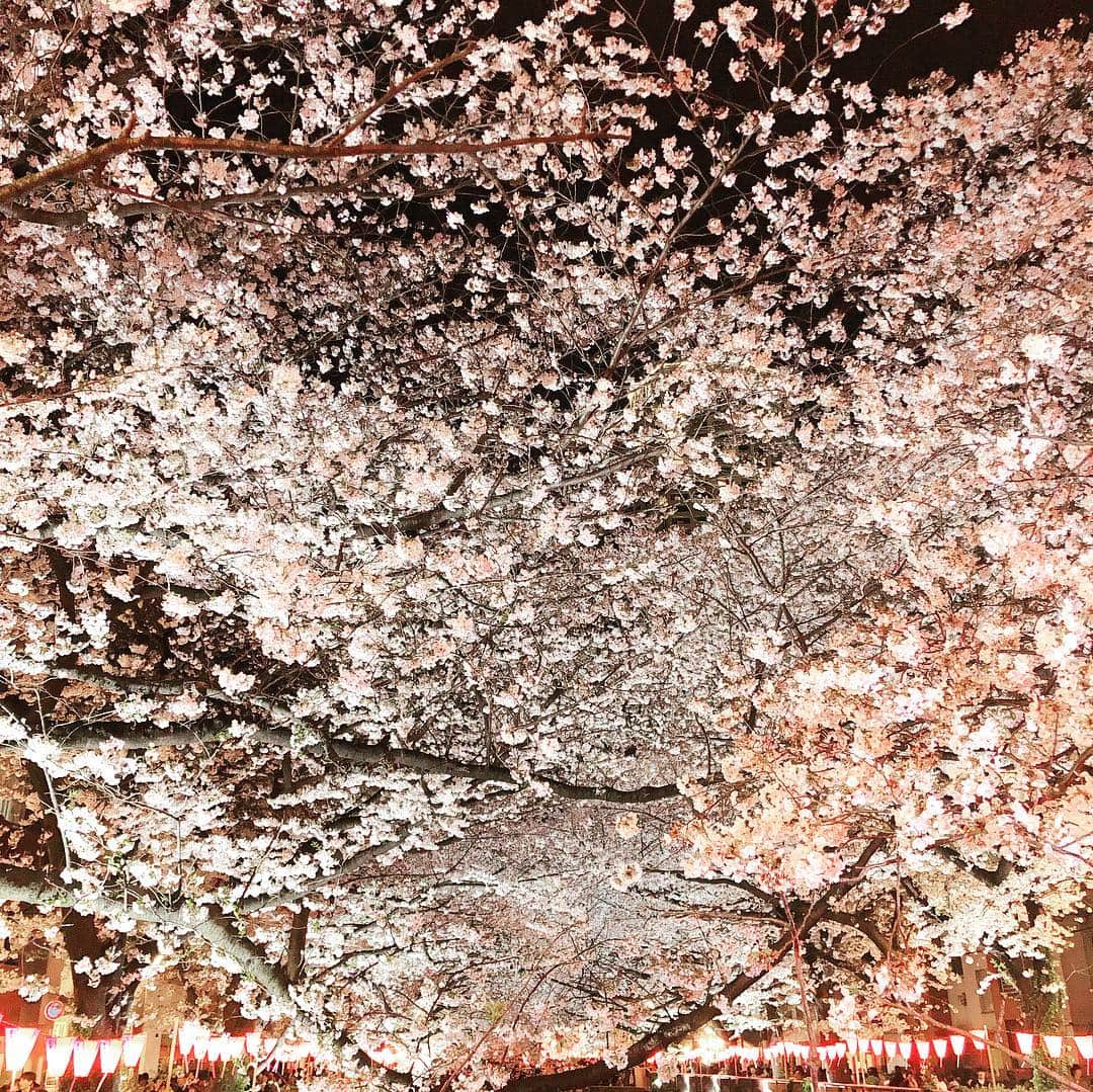 石川瑠利子さんのインスタグラム写真 - (石川瑠利子Instagram)「. . OHANAMI🌸 桜は毎年綺麗でほわーってなるね😋🙏🏻 . . #桜 #cherryblossom #spring #japan」4月3日 19時51分 - ruriko_ishikawa