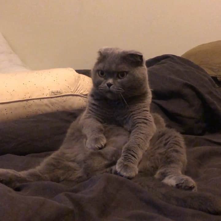 Baconのインスタグラム：「Ya know, just chillin’ and doing my thang. 😽 #catvid #laxkitty #coolbacon #kingbacon」