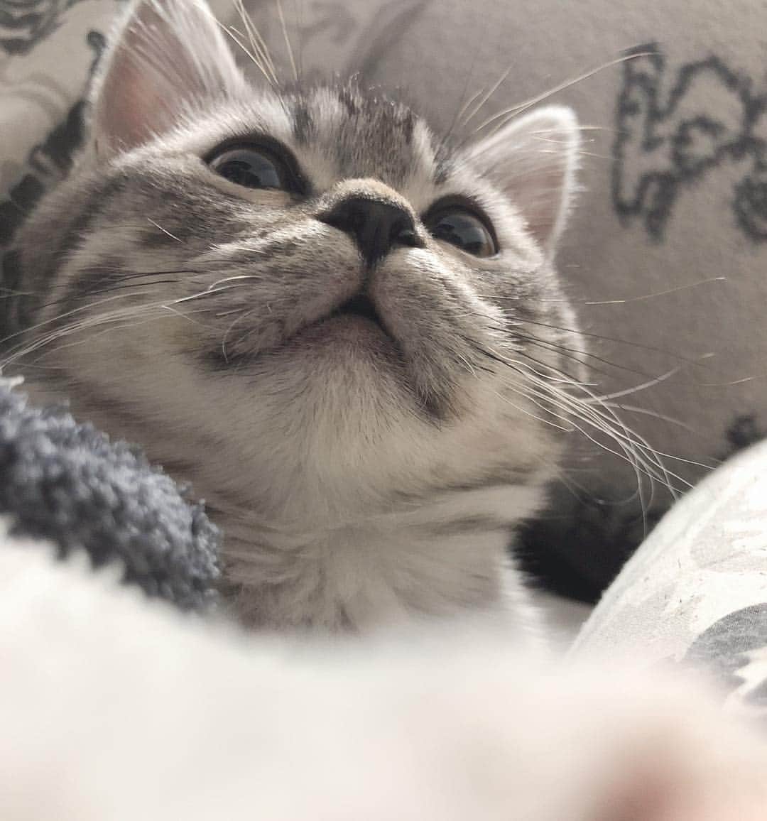 のインスタグラム：「#cat #catsofinstagram #catstagram #cats #cats_of_instagram #cats_of_world #猫 #猫がいる生活 #子猫 #子猫動画 #猫の握手会 #マンチカン #マンチカン子猫 #マンチカン短足 #munchkin #munchkincats」