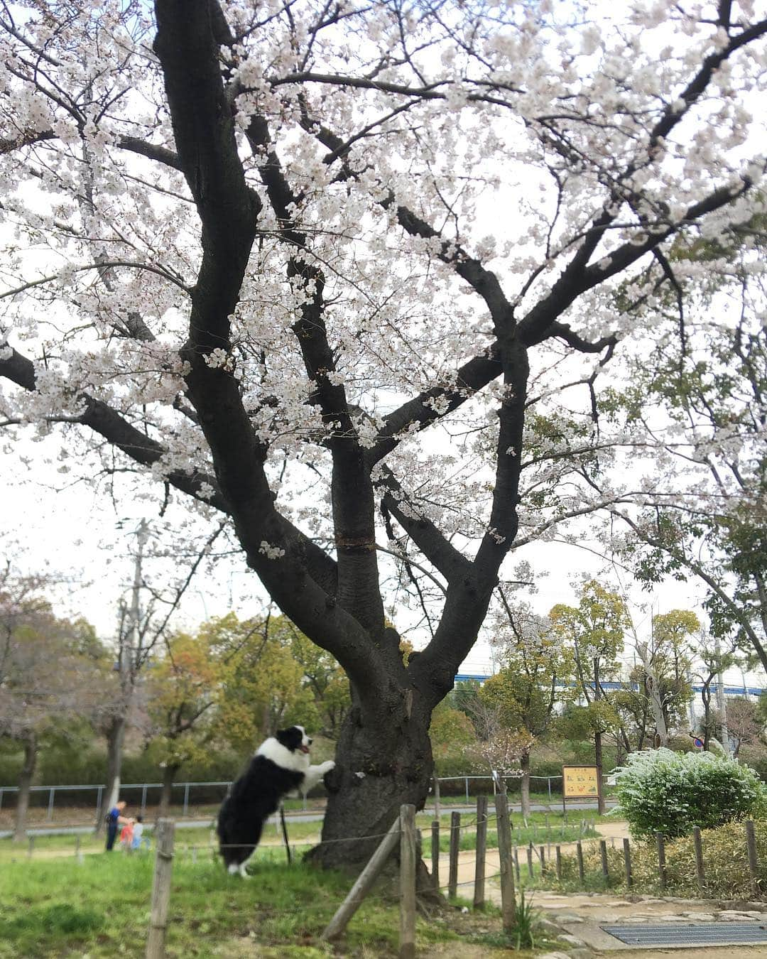 犬バカ部宣伝部長のインスタグラム