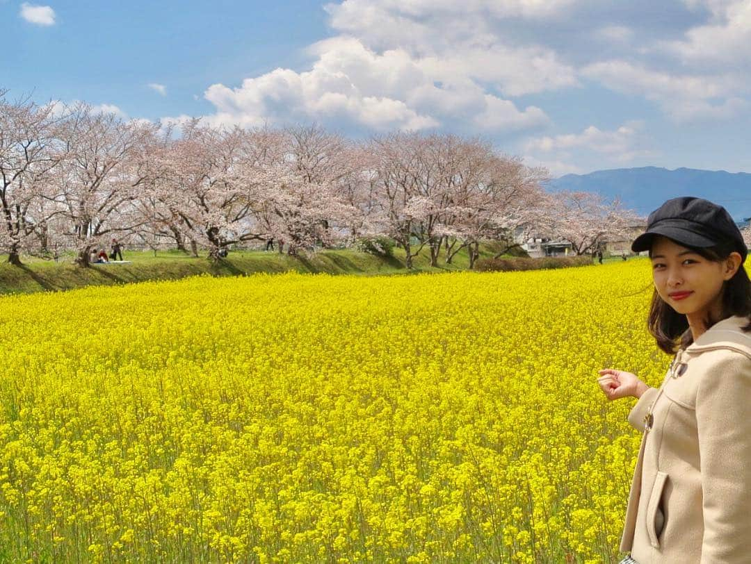 角田奈緒子さんのインスタグラム写真 - (角田奈緒子Instagram)「✱藤原宮跡  関東に帰る前に、、 近所の藤原宮跡を母とお散歩  桜は五分咲〜七分咲でしたが、菜の花は綺麗に咲いていて、春爛漫でした🌸  地元の自慢の景色です☺  #藤原宮跡 #藤原京跡 #藤原京 #桜 #花見 #菜の花 #桜と菜の花 #春爛漫」4月3日 20時06分 - naokoon1122