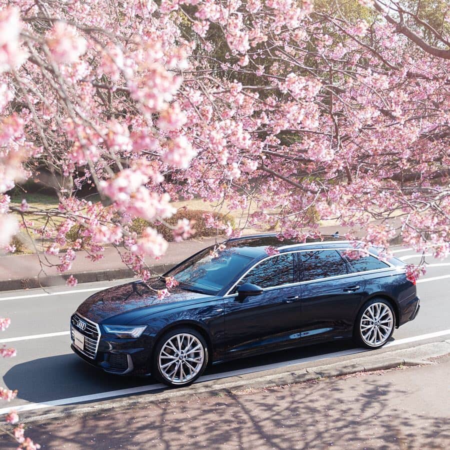 アウディ ジャパンさんのインスタグラム写真 - (アウディ ジャパンInstagram)「新しいAudi A6 Avantの「エレガンス」は、走る姿にも。 なめらかに、そして軽やかに加速し、曲がり、止まる。 クルマとしての所作はどこまでも優雅で、洗練されています。  #Audi #A6 #AudiA6 #Audijapan #桜 #sakura #ドライブ #伊豆　#MomentswithAudi #Audigramm #carporn」4月3日 20時09分 - audijapan
