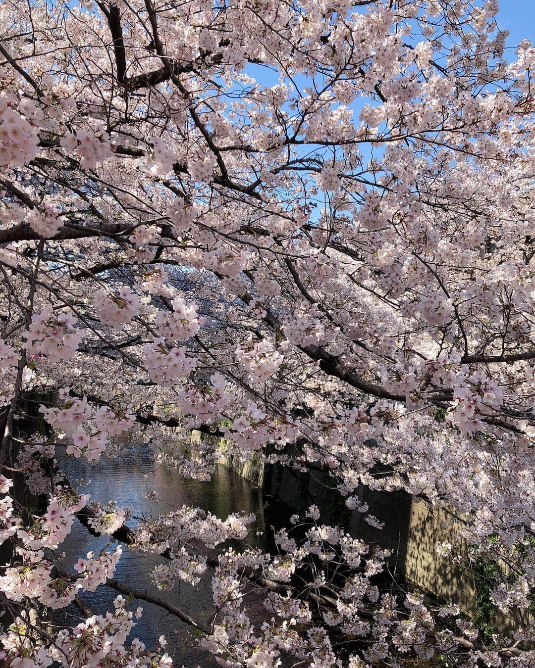 久松かおりさんのインスタグラム写真 - (久松かおりInstagram)「. まりなと目黒川の花見🌸🎵 もう今週で花見シーズンもおわりかな〜🙁💭 早く暖かくなってほしいよ〜 . . #花見 #お花見 #桜 #春 #目黒川 #🌸 #followｍe」4月3日 20時20分 - hisamatsu_kaori