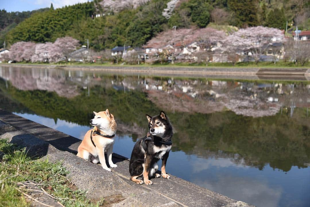 がんちゃんさんのインスタグラム写真 - (がんちゃんInstagram)「大好きな場所へお花見🌸へ。コタ＆アンとも何度も訪れた「三刀屋川河川敷公園」  川ですが朝方は水面が穏やかでリフレクションがとても綺麗な所です。🌸は五分咲きくらいかな？まだまだ楽しめそうです😄 #三刀屋川河川敷 #斐伊川堤防桜並木」4月3日 20時17分 - kota2ann