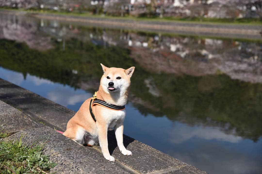 がんちゃんさんのインスタグラム写真 - (がんちゃんInstagram)「大好きな場所へお花見🌸へ。コタ＆アンとも何度も訪れた「三刀屋川河川敷公園」  川ですが朝方は水面が穏やかでリフレクションがとても綺麗な所です。🌸は五分咲きくらいかな？まだまだ楽しめそうです😄 #三刀屋川河川敷 #斐伊川堤防桜並木」4月3日 20時17分 - kota2ann