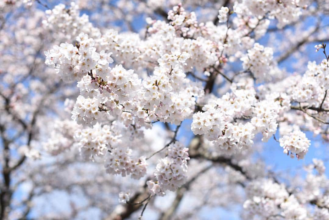 がんちゃんさんのインスタグラム写真 - (がんちゃんInstagram)「大好きな場所へお花見🌸へ。コタ＆アンとも何度も訪れた「三刀屋川河川敷公園」  川ですが朝方は水面が穏やかでリフレクションがとても綺麗な所です。🌸は五分咲きくらいかな？まだまだ楽しめそうです😄 #三刀屋川河川敷 #斐伊川堤防桜並木」4月3日 20時17分 - kota2ann