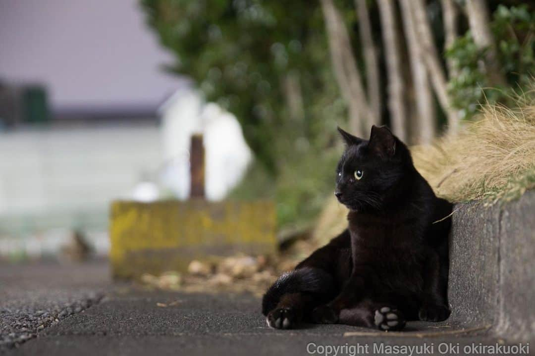 Masayukiさんのインスタグラム写真 - (MasayukiInstagram)「おっちん。  #cat #ねこ」4月3日 20時28分 - okirakuoki