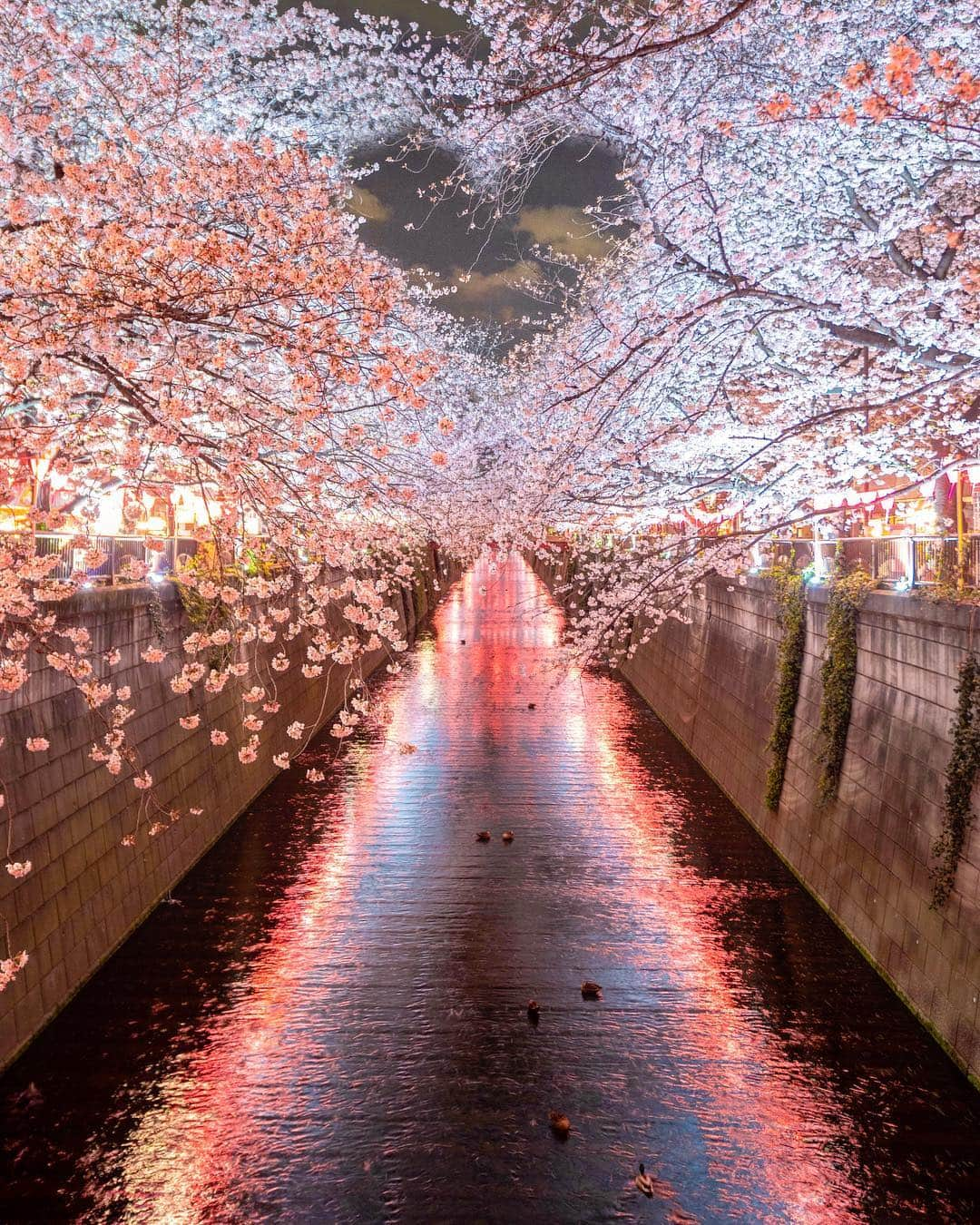 樂さんのインスタグラム写真 - (樂Instagram)「東京目黑川夜櫻💗 #Japan #Tokyo #sakura 昨天發完最愛的富士山照 今天來一張最愛的💗櫻花照，這也是一直夢寐以求的口袋名單攝點！」4月3日 20時24分 - ygt1016