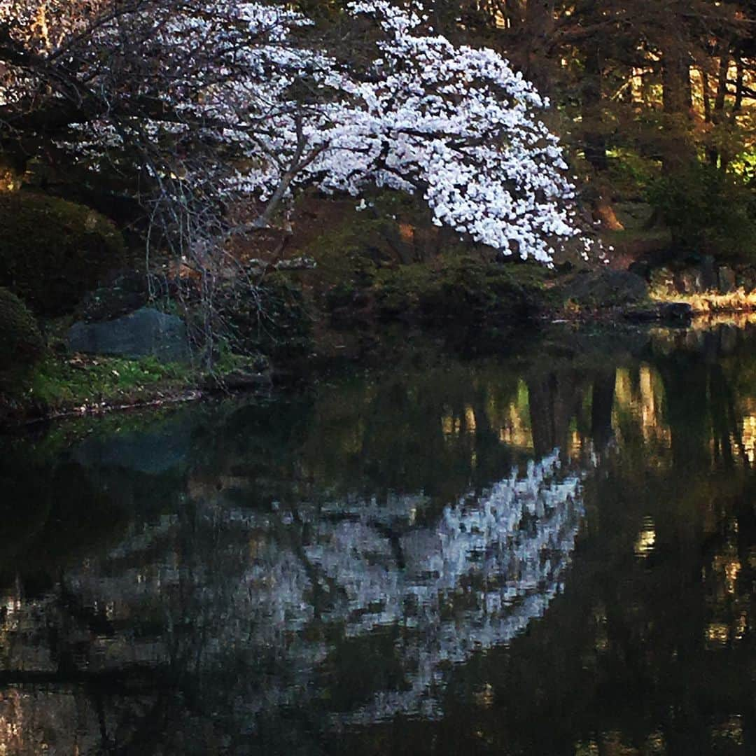 林伊織さんのインスタグラム写真 - (林伊織Instagram)「逆さ桜。 雨が降ったからキレイな鏡にはならなかったけど。  #桜花爛漫 #水辺の桜 #新宿御苑」4月3日 20時37分 - iori_haya4