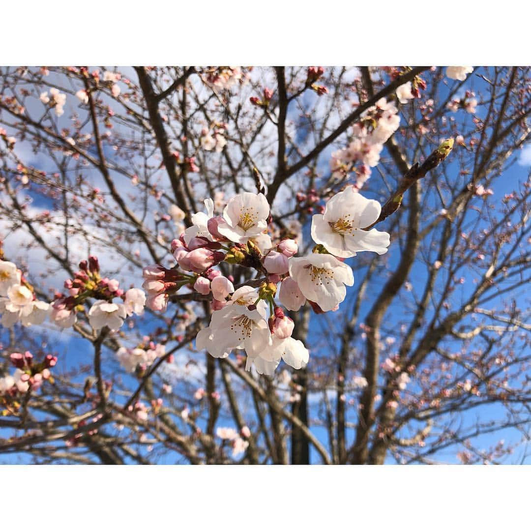 稲川美紅のインスタグラム：「. 桜が綺麗だなー。  桜の木の下を自転車で思いっきり走る時の幸せ。 この季節限定。 . 🌸🚲💨 .  #桜」