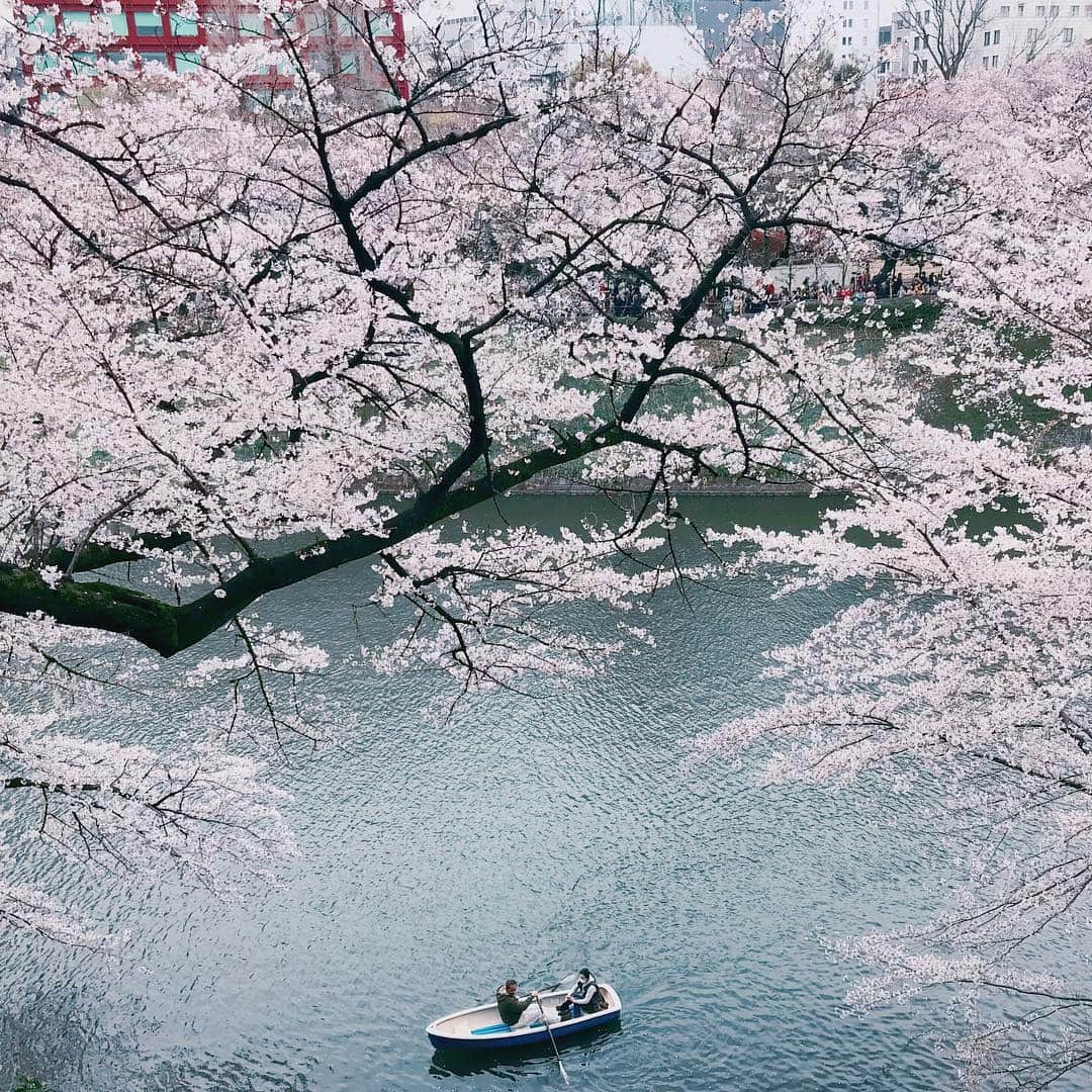 Koshiのインスタグラム：「Spring is here. #ShotoniPhone editing movie @curbonjp 👇 https://www.curbon.jp/products/koshi_editing」