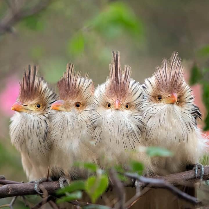 Discoveryさんのインスタグラム写真 - (DiscoveryInstagram)「“Guira Cuckoos. These highly social birds often huddle together at night to keep warm, sometimes found in groups of up to 20 individuals.” 📸 + caption by Melissa Groo (@melissagroo) . . . . #birds #cuckoo #birdwatching #birdsofIG #wildlife #travel #nature #photography #potd #photooftheday」4月3日 20時42分 - discovery