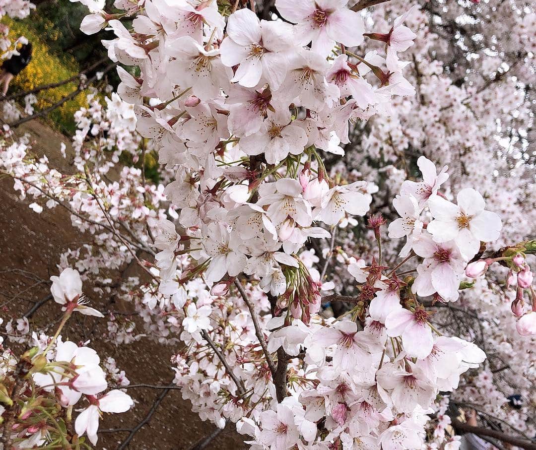 立石都美（みゃこ）さんのインスタグラム写真 - (立石都美（みゃこ）Instagram)「桜！満開だった💓」4月3日 20時49分 - myakkomyako