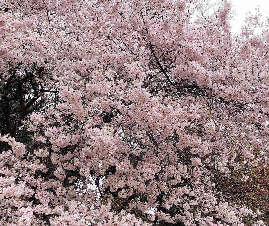 立石都美（みゃこ）さんのインスタグラム写真 - (立石都美（みゃこ）Instagram)「桜！満開だった💓」4月3日 20時49分 - myakkomyako