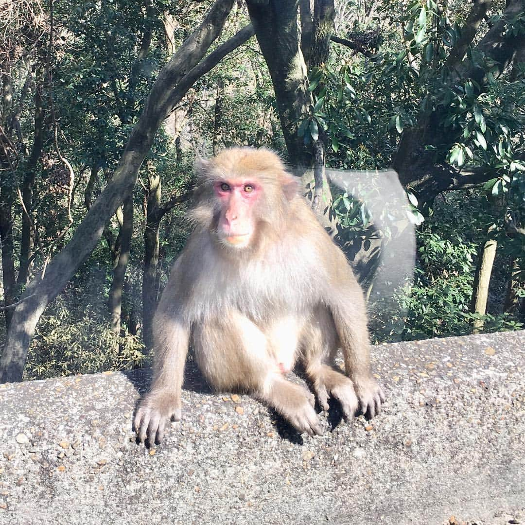 西川忠志さんのインスタグラム写真 - (西川忠志Instagram)「箕面の猿。  今日はお休み。 母・ヘレンとお墓参りへ。 山道に箕面の猿がおりました！ 写真は助手席の母が撮りました。  ちなみに僕は申年です。  #箕面 #お墓まいり #お墓参り #猿 #箕面の猿 #母 #西川ヘレン  #西川忠志 #ヘレン #吉本新喜劇 #よしもと新喜劇 #助手席 #申 #ありがとうございます #感謝 #山道 #野生の猿 #休日 #申年」4月3日 20時53分 - nishikawa_tada