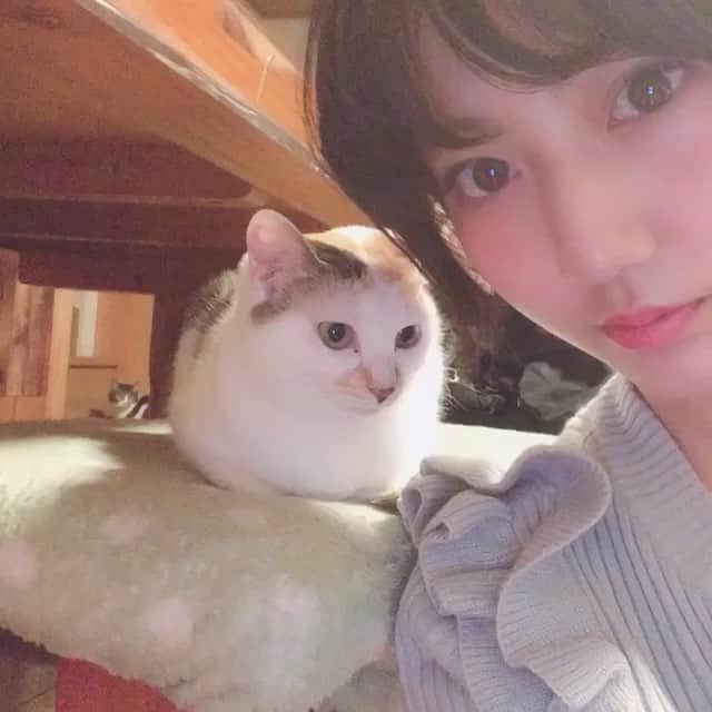 のインスタグラム：「﻿ ばあちゃん(いとこ)家の猫の3匹の中の1匹。﻿ ﻿ ミケです。﻿ 会って2回目くらいですが甘えたさんなので﻿ すぐ懐いてくれました。﻿ ﻿ 可愛い。ほかの2匹も今度紹介します。﻿ ﻿ #猫 #cat #アプガ」