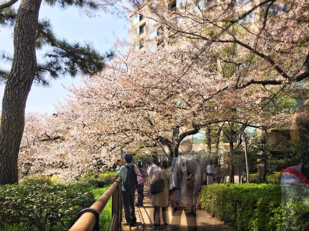 Yasuhito Shigakiのインスタグラム：「. . Enjoy spring 2-2 . . . . Tokyo, Japan」