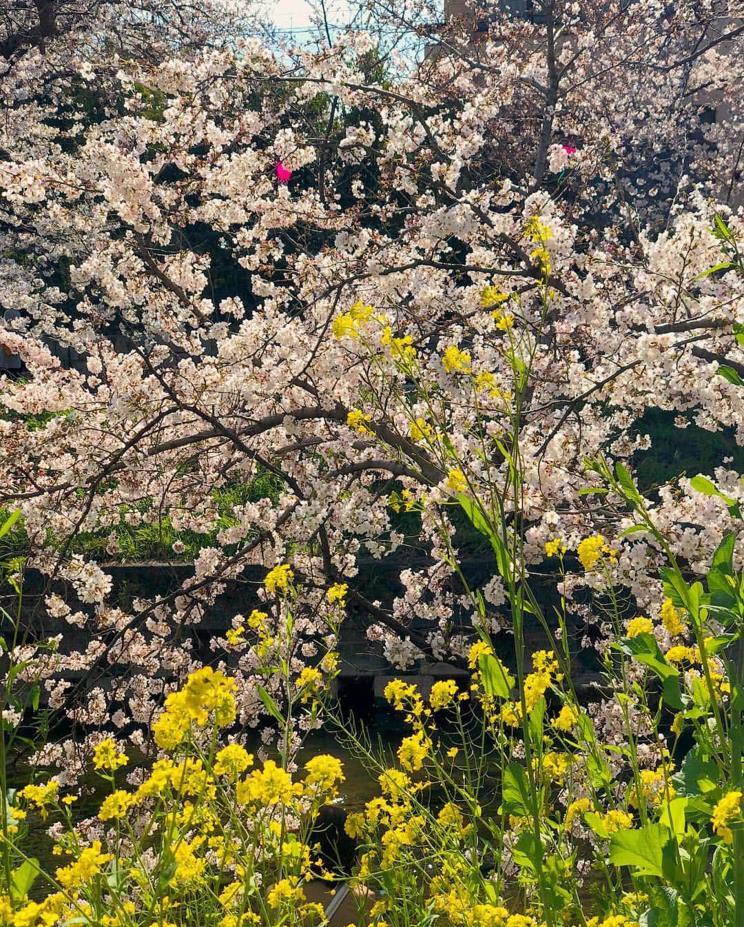 舟橋菜々さんのインスタグラム写真 - (舟橋菜々Instagram)「今日は岩倉の五条川まで桜を見に行きました🌸 天気は良かったけど、風が強かった〜😖🌬 最後の2枚は去年の📷💡 一年でこんなに大きくなったんだねぇ〜👏🏻☺️✨ We went to Gojyo-river for cherry blossom viewing! #cherryblossom#cherry#flower#beautiful#spring#baby#instababy#kid#daughter#mother#happy#smile#love#cute#お花見#桜#菜の花#春#五条川#赤ちゃん#娘#子供#ママ#育児#子育て#ハーフ#親バカ部#ベビフル#ママリ#コドモノ」4月3日 20時57分 - wombatnana