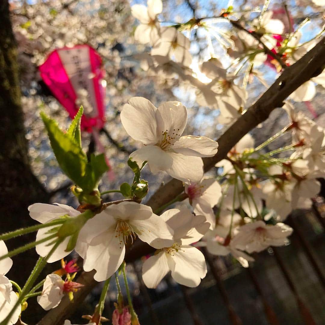 山本みらいさんのインスタグラム写真 - (山本みらいInstagram)「. 娘と目黒川の桜を🌸 . 帰り際 娘が大好きな焼き鳥屋さんの屋台をみつけ、 きょう1番の本人の強い意志により、 屋台の行列に参戦。 . 花より団子のDNA、 まぁまぁ強め😅ですが、楽しかったなぁ。 . 桜とイチョウの季節は、 成長写真を撮るのが恒例です✨ . . #桜#お花見 #5歳女の子」4月3日 21時03分 - mirai_yamamoto