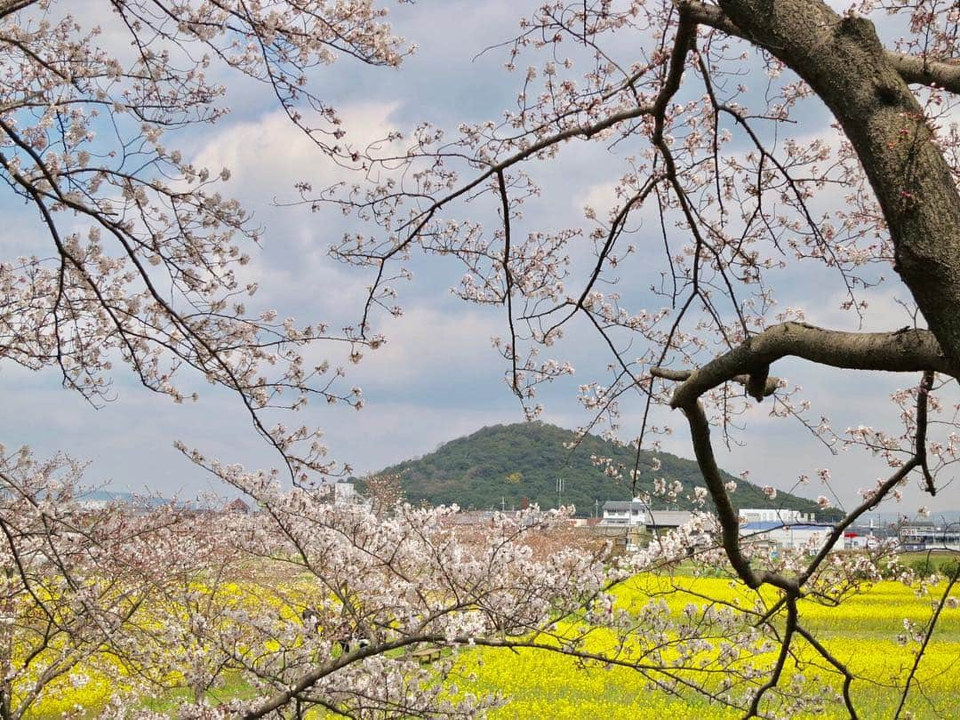 角田奈緒子さんのインスタグラム写真 - (角田奈緒子Instagram)「✱藤原宮跡②  大和三山の一つ、耳成山を桜のフレームに入れてみました🌸  藤原京は、畝傍山耳成山香具山の大和三山に囲まれた都でした。  この大和三山は、 中大兄皇子が詠んだ 香具山は　畝火ををしと　耳成と　相あらそひき　神代より　かくにあるらし　古昔も　然にあれこそ　うつせみも　嬬をあらそふらしき をはじめ、万葉集にも登場します。  そのため、学校で万葉集を習ったときは、うたに詠まれている景色を、時を越えてわたしも見ているということに感動しました。  新元号の出典は、万葉集ということですが、 昔から変わらぬ美しい日本の景色、先祖代々伝わる想いや教えをより大切にしていきたいと感じました。  #藤原京 #藤原京跡 #藤原宮跡 #大和三山 #耳成山 #桜 #花見 #桜と菜の花 #菜の花 #万葉集 #令和」4月3日 20時59分 - naokoon1122