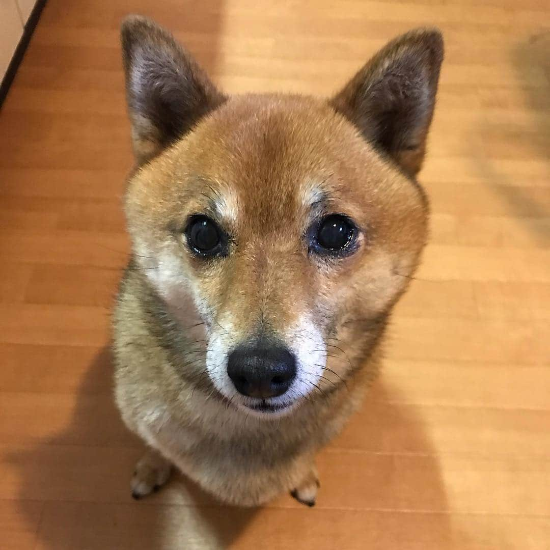 柴犬はなこ Shibainu Hanakoさんのインスタグラム写真 - (柴犬はなこ Shibainu HanakoInstagram)「なにかと忙しい新年度！みなさん頑張っていきまっしょー！💫 #shiba #dog #shibainu #犬 #柴犬 #shiba_snap」4月3日 21時00分 - kiki_beee