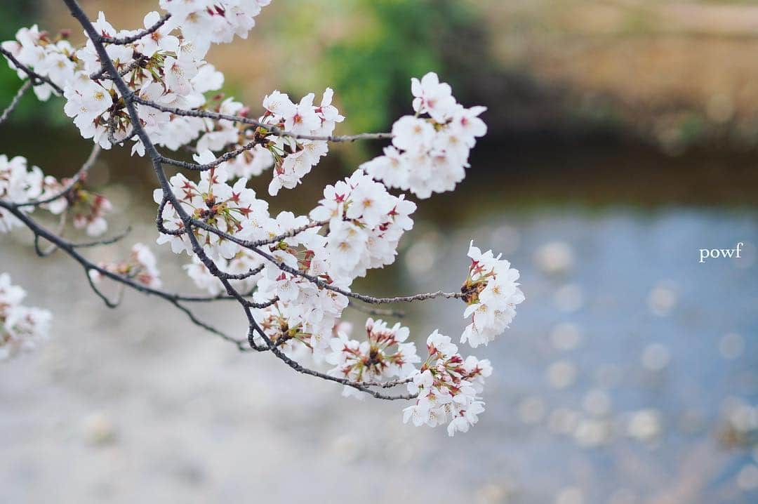 anemone_69さんのインスタグラム写真 - (anemone_69Instagram)「. ⋆*❀*⋆ฺ｡* . 明日もまた桜を撮りに行こう〜 ご近所に。 . . #ソメイヨシノ #染井吉野 #sakura #サクラ #桜 #cherryblossom . .」4月3日 21時01分 - powf
