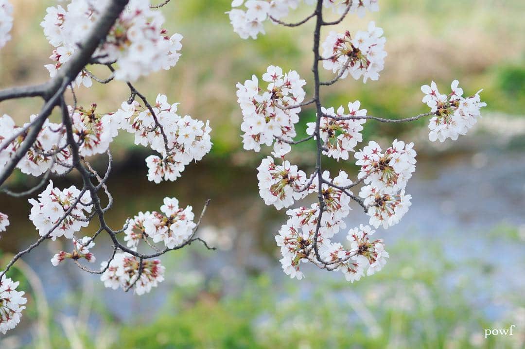 anemone_69さんのインスタグラム写真 - (anemone_69Instagram)「. ⋆*❀*⋆ฺ｡* . 明日もまた桜を撮りに行こう〜 ご近所に。 . . #ソメイヨシノ #染井吉野 #sakura #サクラ #桜 #cherryblossom . .」4月3日 21時01分 - powf