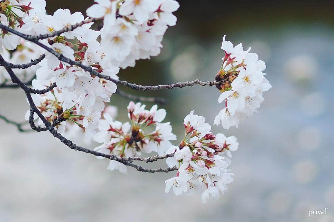 anemone_69のインスタグラム：「. ⋆*❀*⋆ฺ｡* . 明日もまた桜を撮りに行こう〜 ご近所に。 . . #ソメイヨシノ #染井吉野 #sakura #サクラ #桜 #cherryblossom . .」