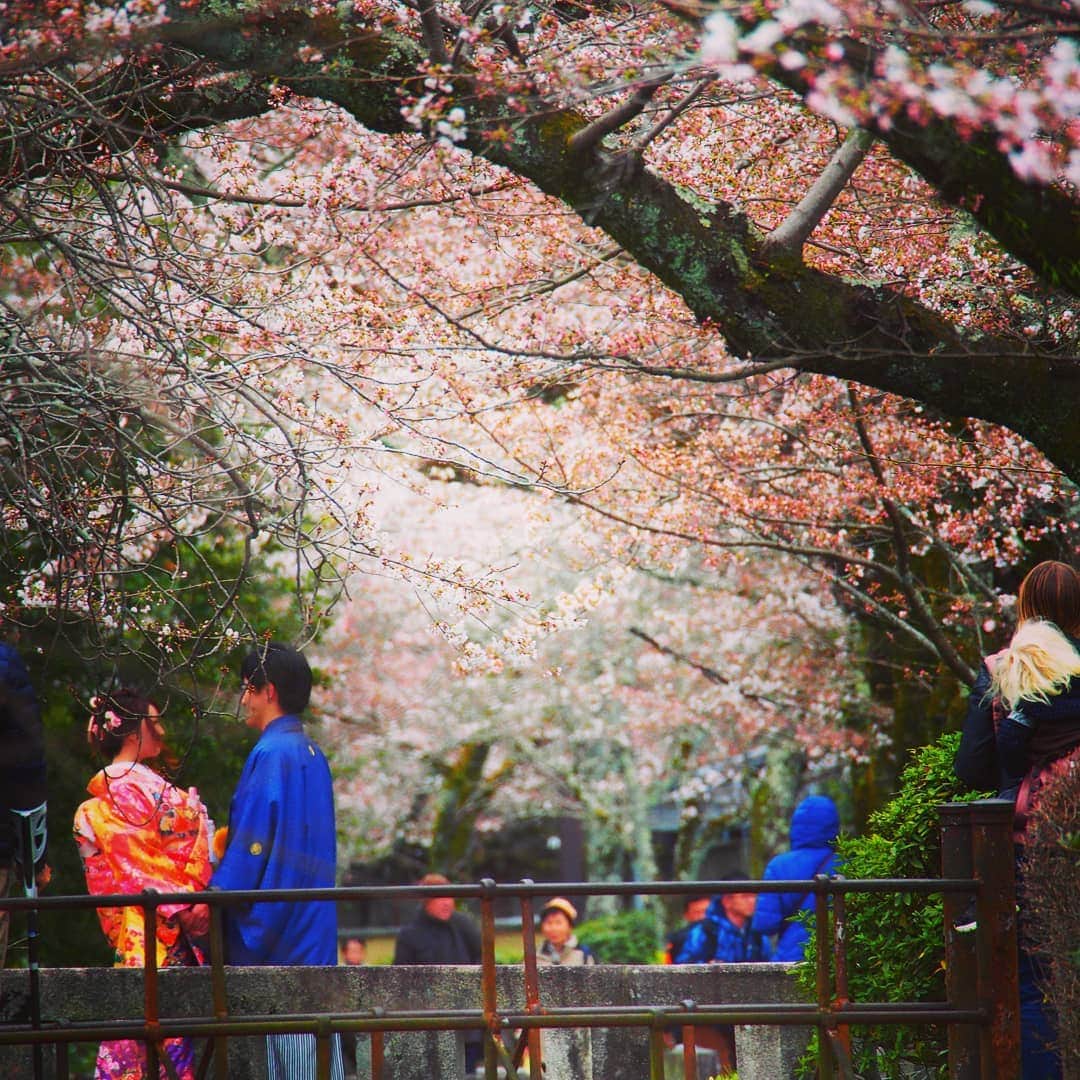 City of Kyoto Official Accountさんのインスタグラム写真 - (City of Kyoto Official AccountInstagram)「2019年4月3日撮影。 #哲学の道 の桜パトロールしてきました！まだ５分咲きといったところです。今週は寒い日が続くので、今週末になって満開になるかどうかだと思われます。  日本人、外国人問わず、多くの方で賑わっておりました。着物を来て撮影されてるカップルが多かったのが印象的です。人が多いからこそ、敢えてその様子も含めた撮影を楽しんでみるのも、人気観光地ならではの醍醐味かもしれません。  近くには、特別公開中の #霊鑑寺 がありますので、ぜひお立ち寄りください！  春の京都ジェニックキャンペーン開催中！ https://camp-in.jp/kyotogenic-spring2019  #visitkyoto #kyotogenic #art_of_japan #japan_of_insta #loves_united_kyoto #kyototravel #japantrip #kyototrip #ig_kyoto #kyoto_style #springinkyoto #kyotohiddengems #cherryblossom  Kyoto Official Travel Guide http://kyoto.travel/en  #京都 #京都ジェニック  #未来に残したい京都  #京都好きな人と繋がりたい #とっておきの京都 #京都桜 #５分咲 オフィシャルサイト「京都観光NAVI」 http://ja.kyoto.travel」4月3日 21時11分 - visit_kyoto