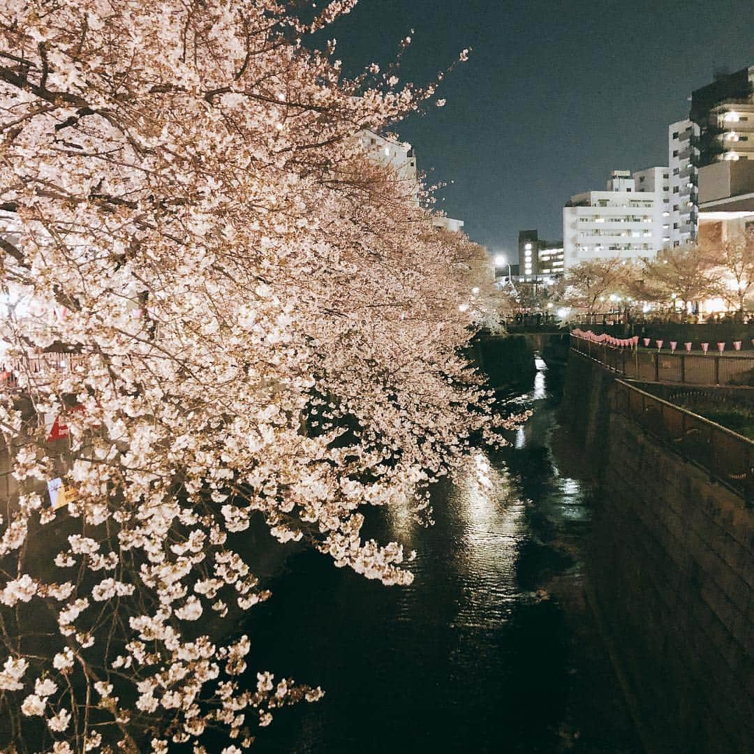 上田祥子さんのインスタグラム写真 - (上田祥子Instagram)「夜桜🌸 #夜桜」4月3日 21時04分 - uedasachikoinsta