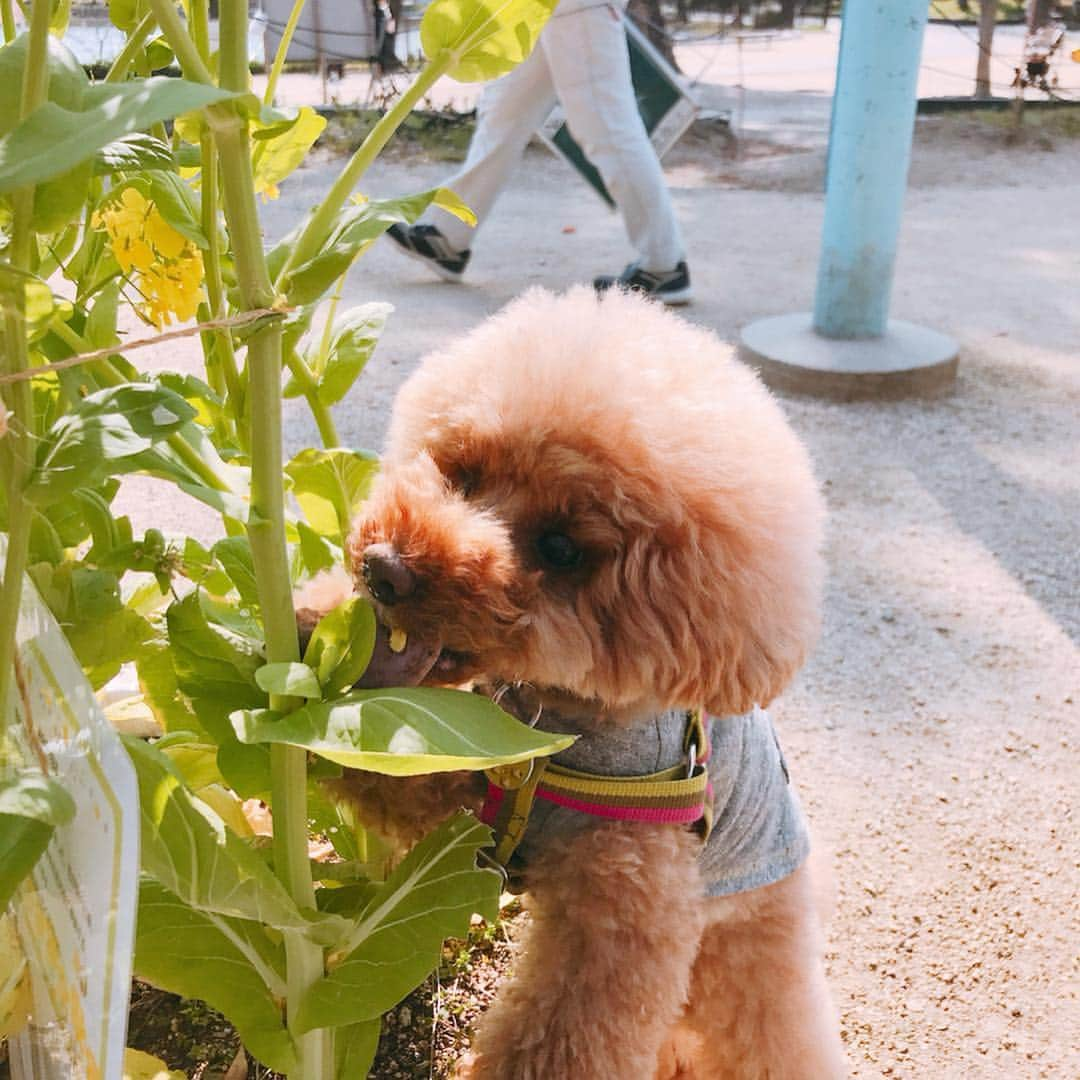 keikobun34さんのインスタグラム写真 - (keikobun34Instagram)「・ ・  @leibun53 ・ Lei レイ✖️菜の花 ・ ４月も宜しくお願いします♥︎ ・ #お散歩#春のお散歩 #トイプードル#toypoodle #プードル#poodle#犬#dog#kaumo_pet#dogstagram#poodle_feature #instadog#toypoodlegram#welovetoypoodle #picsofdogmodels#poodlesofinstagram #poodles #poodlelove#dogsofinstagram #doglover  #dogoftheday」4月3日 21時06分 - keikobun34