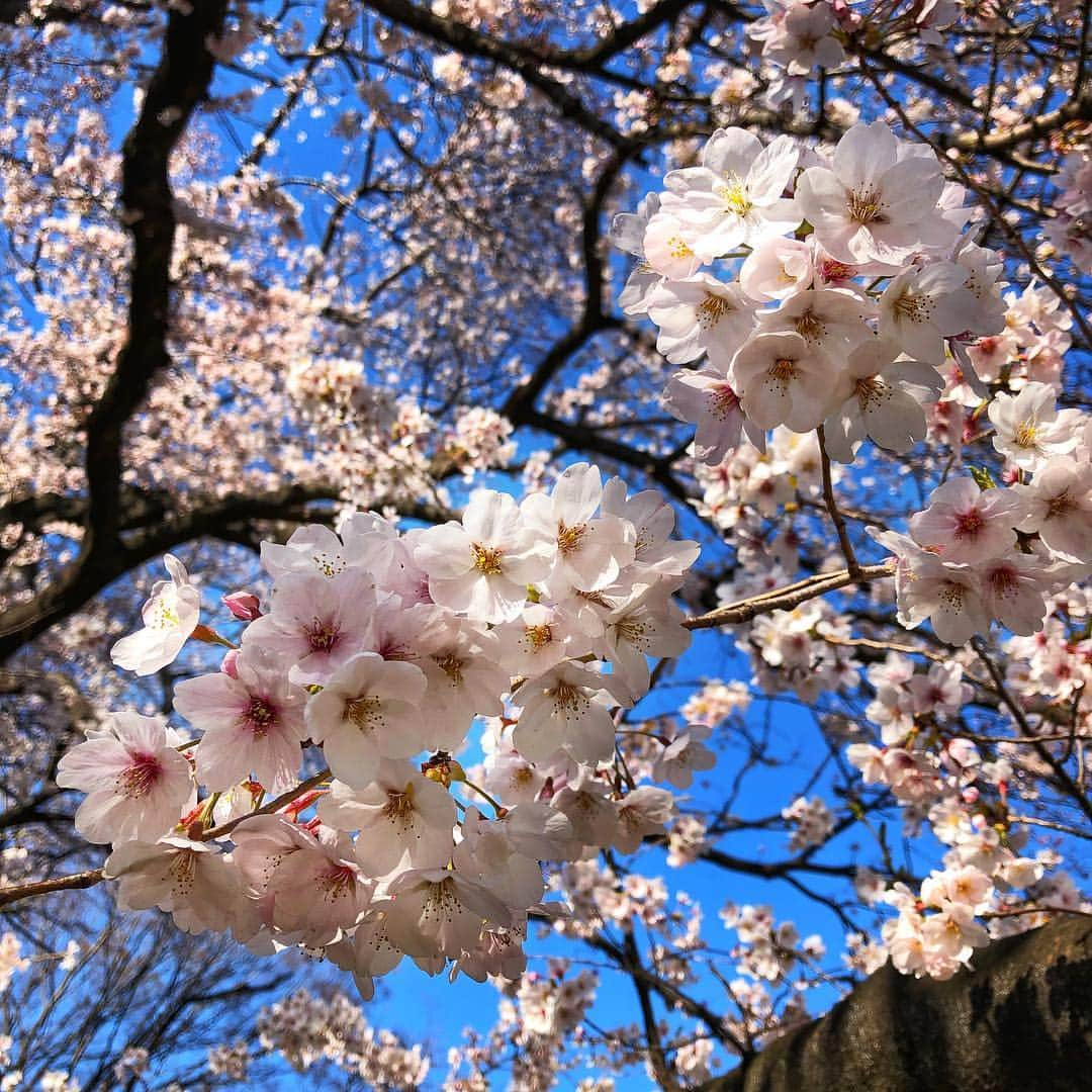 千秋さんのインスタグラム写真 - (千秋Instagram)「お花見🌸  平日だと、まだ小さい子どもとの親子連れやママ友の団体が多かった。なんか少し寂しくなってしまった。ちょっと前まで、わたしも毎年娘を連れてママ友たちと10人とか20人で集まっていた。娘の分の食べ物と敷物を持って、走り回る娘達を見ながら、時々大声で叱ったり、姿が見えなくなると必死で探したりして、いつもバタバタしてるお花見だった。周りの学生さんやどこかの会社の集団を見て、自分のことだけ考えていればいいのはなんて自由で羨ましいんだろう、早く大きくならないかなあ、って思ったりもした。  ーーー今は、あの頃なんでそんな風に考えたんだろう、と思う。 娘はもう一緒にお花見なんてしてくれない。行くなら友達と行くだろう。わたしのお弁当なんていらない。その辺で買ってくるだろう。 こんなことなら、あの頃をもっともっと楽しめば良かった。「まだ帰りたくない」という娘と日が暮れるまで桜の下で遊んでいれば良かった。そんなのどこかでわかっていたはずなのに。  桜の中を手を繋いで歩いてた。 「ママ、桜が雪みたいだね」 「そうだね。桜吹雪っていうんだよ」  #お花見 #桜 #cherryblossom #🌸 #japan #千秋コラム」4月3日 21時11分 - chiaki77777