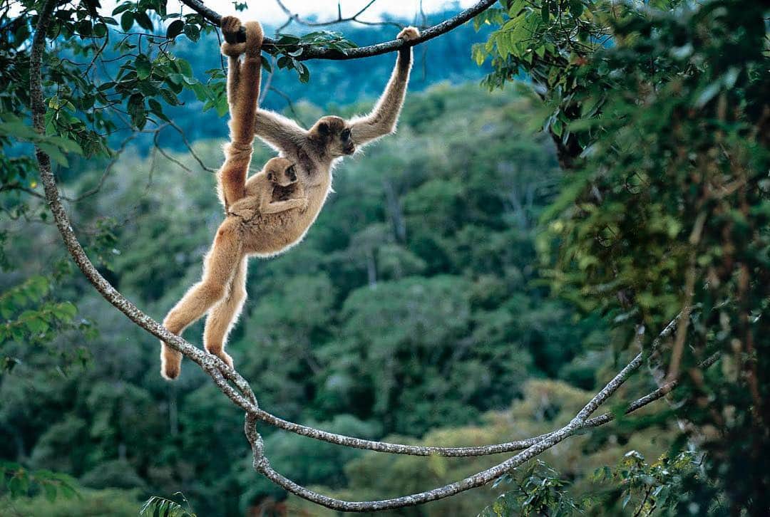 thephotosocietyさんのインスタグラム写真 - (thephotosocietyInstagram)「Photo by @lucianocandisani ( Luciano Candisani ). Five feet tall Muriqui  is the largest  new world monkey. The species is endemic of the Atlantic Rain Forest an unfortunately apear as critically endangered in UICN red list. I got this picture for a National Geographic Brasil coverage and a book on the conservation efforts to protect this rare primate. It was in Feliciano Miguel Abdala private reserve in Minas gerais state, Brazil. @ilcp_photographers @natgeo @lucianocandisani #lucianocandisani #candisani #fotografia #natureza #fotografiadenatureza #Brasil #Brazil #rainforest #mataatlantica #natureza #mata #floresta #muriqui」4月3日 21時15分 - thephotosociety