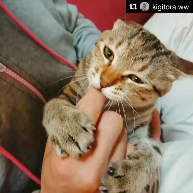 ねこのインスタグラム