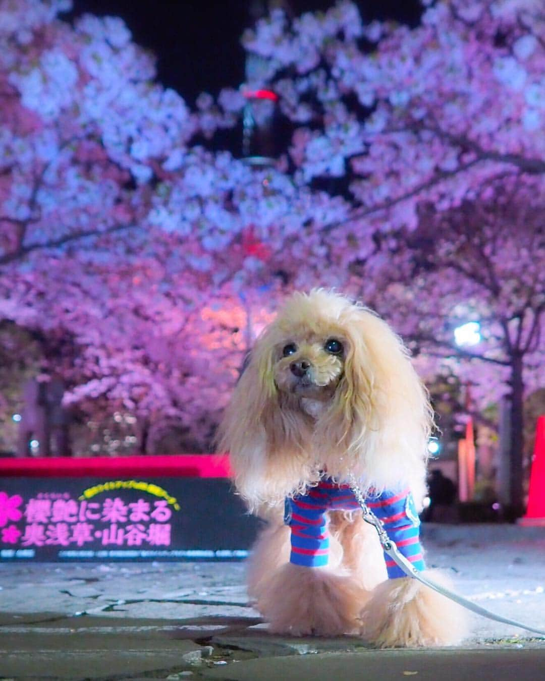 Toypoodle Mikuru?Asakusa Tokyoさんのインスタグラム写真 - (Toypoodle Mikuru?Asakusa TokyoInstagram)「20190403 Wednesday. Goodnight 👋🏻 夜桜みくるん🌸 少し冷えるせいか、お花見客も少なかったです。 平日だからかな？🤔 時間が遅かったからかな？🙄 桜がピンクに、ライトアップされて綺麗です💕 . #七駅七彩 #浅草駅 #夜桜パトロール . 今日も疲れたなぁ😞」4月3日 21時30分 - purapura299