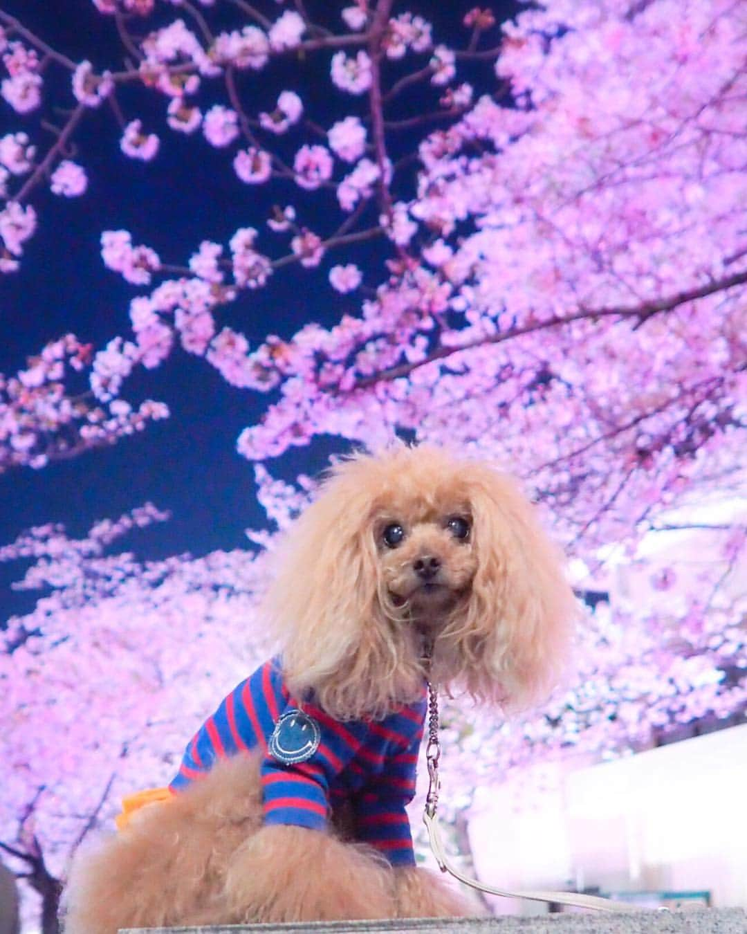 Toypoodle Mikuru?Asakusa Tokyoさんのインスタグラム写真 - (Toypoodle Mikuru?Asakusa TokyoInstagram)「20190403 Wednesday. Goodnight 👋🏻 夜桜みくるん🌸 少し冷えるせいか、お花見客も少なかったです。 平日だからかな？🤔 時間が遅かったからかな？🙄 桜がピンクに、ライトアップされて綺麗です💕 . #七駅七彩 #浅草駅 #夜桜パトロール . 今日も疲れたなぁ😞」4月3日 21時30分 - purapura299