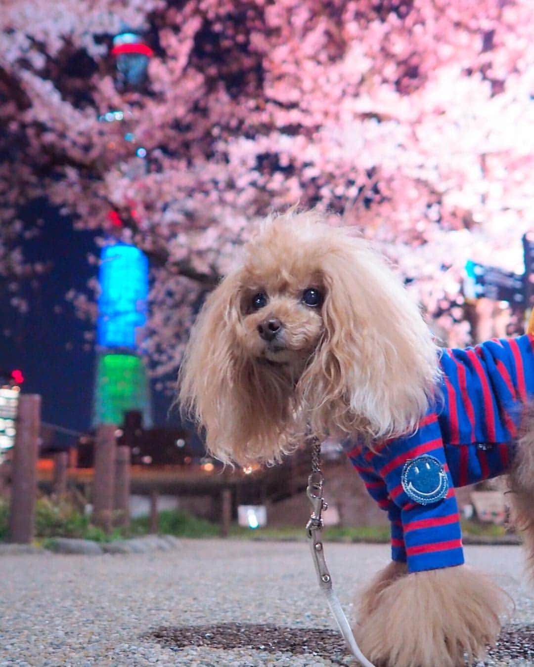 Toypoodle Mikuru?Asakusa Tokyoさんのインスタグラム写真 - (Toypoodle Mikuru?Asakusa TokyoInstagram)「20190403 Wednesday. Goodnight 👋🏻 夜桜みくるん🌸 少し冷えるせいか、お花見客も少なかったです。 平日だからかな？🤔 時間が遅かったからかな？🙄 桜がピンクに、ライトアップされて綺麗です💕 . #七駅七彩 #浅草駅 #夜桜パトロール . 今日も疲れたなぁ😞」4月3日 21時30分 - purapura299